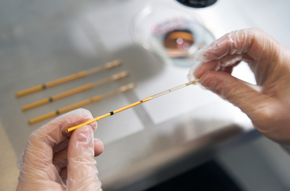 Aula prática de embriologia